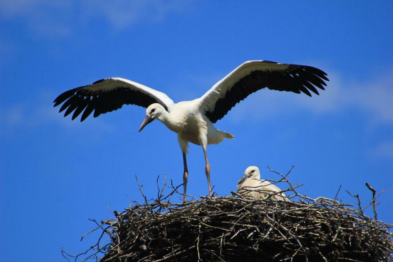 An Der Hainmuehle Lübben Exteriér fotografie